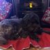 Trish Carpenter - Facebook