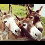 Trish Carroll - @trishcarroll3002 - Instagram