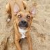 Trish: Carroll College Anthrozoology Program Dog - Facebook
