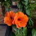 Trish Cloud - Facebook