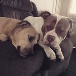 Trish Dobson - @unapologetic_animaniac - Instagram