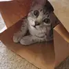 trishaemerson - @trisha.emerson - TikTok
