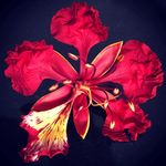 Trish Fischer - @trishfischer7 - Instagram
