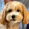 trish_fullerton - @trish_fullerton - TikTok