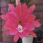 Trisha Graham - Facebook