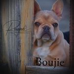 Trish Hansen - @renegade_bulldogs - Instagram
