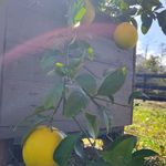Trish Harris - @trish.harris.0520 - Instagram