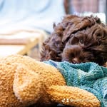 Trish Harrison - @mistymountainlabradoodles - Instagram