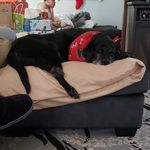 Trish Howe Bollman - @trishbollman - Instagram