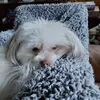 idgy - @trishhowell8 - TikTok