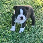 Trish Johnston - @trishjohnston9 - Instagram