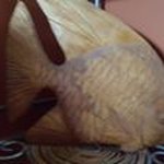 Trish Johnston - @trish.johnston.7731 - Instagram
