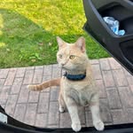 Trish & Kirk - @leomycoolcat - Instagram