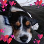 Trish Morrison - @trish_morrison_9297 - Instagram