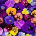 Patricia Pedersen - Facebook