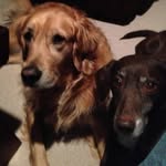 Trish Bonnell Pittman - @newfiefirst - Instagram