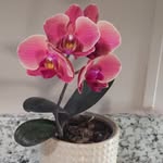 Trish Riggs - @slykat1948 - Instagram