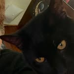 Trish Simmons - @lovinlf - Instagram
