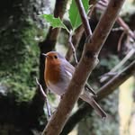 Trish Thomson - @emailtrisht - Instagram