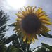 Trish Walters - Facebook