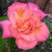 Trish Watson - Facebook