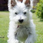 Trish Barlow - @trish49884 - Instagram