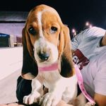 Trisha HG💕 - @trisha.basset.hound - Instagram