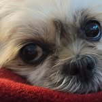 Trisha Batchelor - @trishabatchelor - Instagram