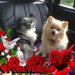Trisha Beal - @smalltowngirl3618 - Instagram