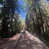 Trisha Bell - @trisha.bell5 - TikTok