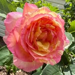 Trish Blankenship Baldwin - @trishb.9 - Instagram