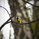 trish bowles - @bowles240 - Instagram