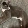 Trisha - @trishabrand - TikTok