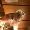 Trisha Wiedbusch - @trishawiedbusch - TikTok
