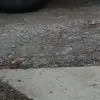 @trishacarrel - @trishacarrel779 - TikTok
