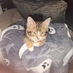 Tricia Collier - @tricia.collier.73 - Instagram