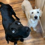 Trish Cummings - @cummingsfamilydoggos - Instagram