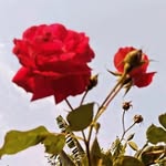 Trisha Dash - @trishadash63 - Instagram