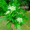 Trisha Dash - @trisha.dash6 - TikTok