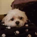 @trishadoyle071 - Instagram