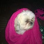 Trisha Earls - @patsbyrne - Instagram