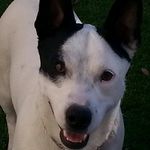 Trisha Ferguson Laird - @classycaninecuisine - Instagram