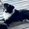 trishagibson652 - @aussiemomma78 - TikTok