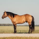 Trisha Hanson - @horsenaround05 - Instagram