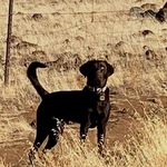 Trisha Hanson - @alohaflypuppy - Instagram