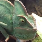 Trisha Hanson - @trisha_the_lizard - Instagram