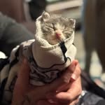 Trisha Hanson - @hugsnkissespets - Instagram