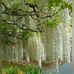 Trisha Hans - Facebook