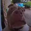 trista henshaw  - @trista.henshaw - TikTok