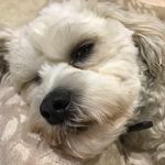 Patricia Higgins - @trishahiggins350 - Instagram
